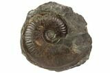 Fossil Ammonite (Harpoceras) On Stone - Dorset, England #119385-1